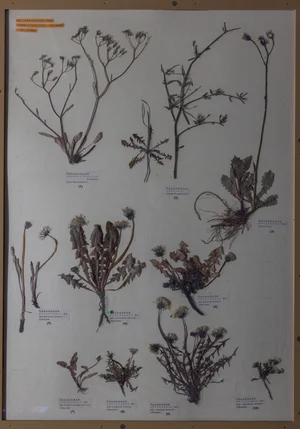 Panel 124b: Asteraceae