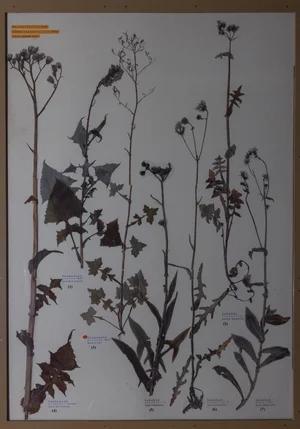 Panel 125a: Asteraceae