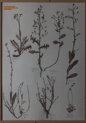 Panel 125b: Asteraceae