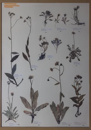 Panel 126a: Asteraceae
