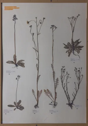 Panel 126b: Asteraceae