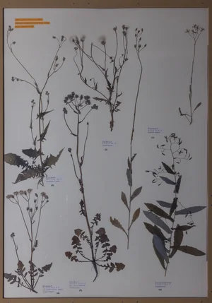 Panel 127a: Asteraceae