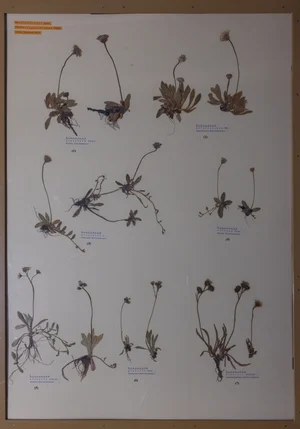 Panel 128a: Asteraceae