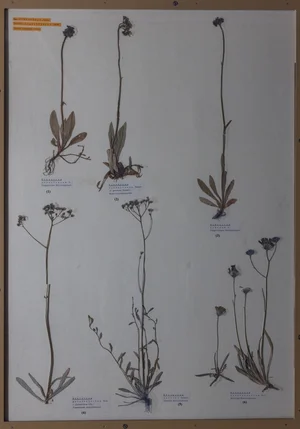 Panel 128b: Asteraceae