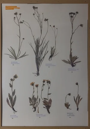 Panel 129a: Asteraceae