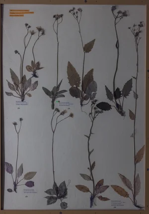 Panel 129b: Asteraceae