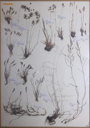 Panel 12a: Poaceae