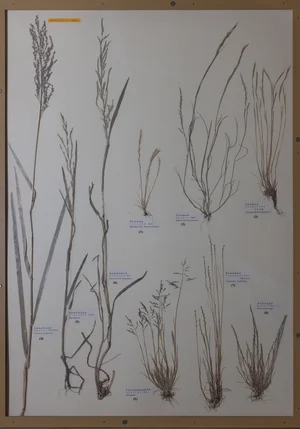Panel 12b: Poaceae