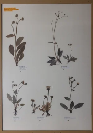 Panel 130a: Asteraceae
