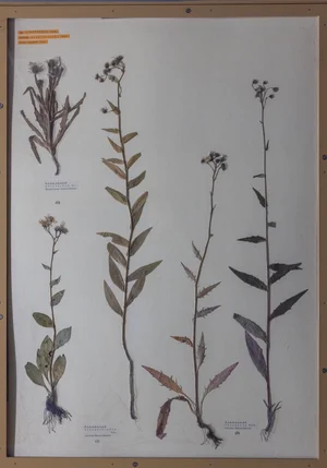 Panel 130b: Asteraceae