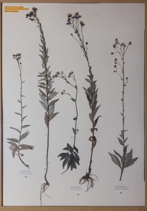 Panel 131a: Asteraceae