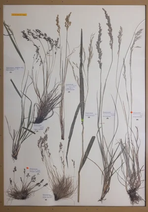 Panel 13a: Poaceae