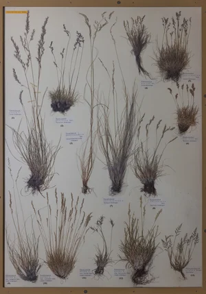 Panel 13b: Poaceae