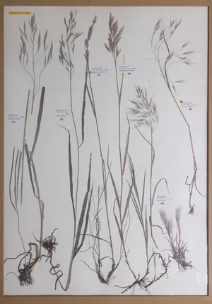 Panel 14a: Poaceae