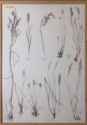 Panel 14b: Poaceae