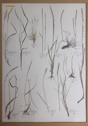 Panel 15a: Poaceae