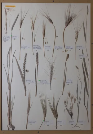 Panel 15b: Poaceae