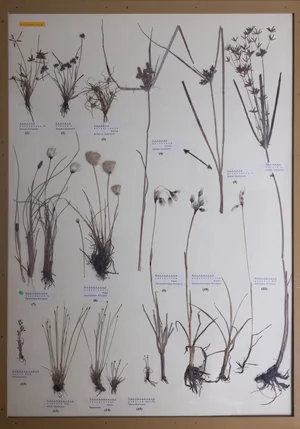 Panel 16a: Cyperaceae