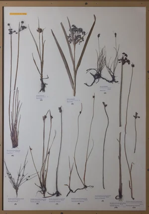 Panel 16b: Cyperaceae