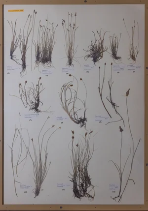 Panel 17b: Cyperaceae