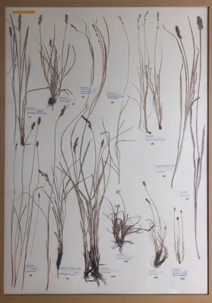 Panel 18a: Cyperaceae