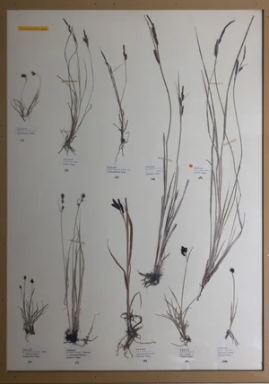 Panel 19a: Cyperaceae