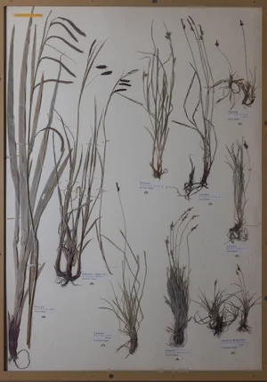 Panel 19b: Cyperaceae