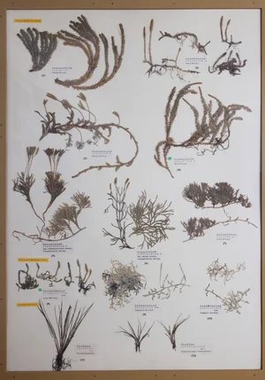 Panel 1a: Lycopodiaceae, Selaginellaceae, Isoetaceae