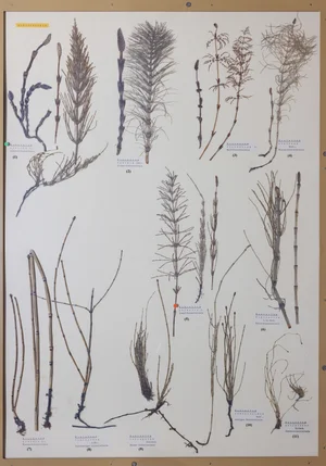 Panel 1b: Equisetaceae