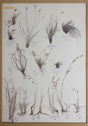 Panel 20a: Cyperaceae
