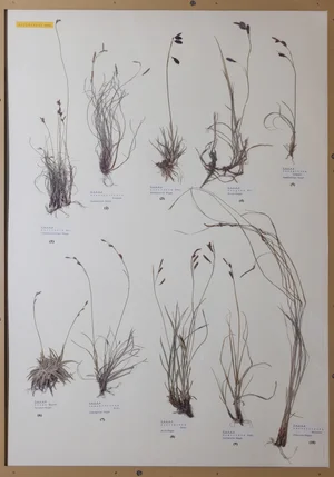 Panel 20b: Cyperaceae