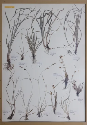 Panel 21a: Cyperaceae