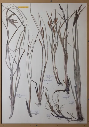 Panel 21b: Cyperaceae