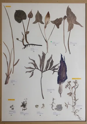 Panel 22a: Araceae, Acoraceae, Commelinaceae