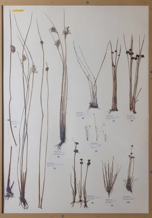 Panel 22b: Juncaceae