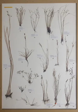 Panel 23a: Juncaceae