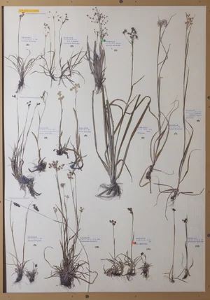 Panel 23b: Juncaceae
