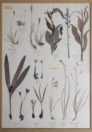 Panel 24a: Tofieldaceae, nartheciaceae, Melanthiaceae, Colchicaceae, Asparagaceae