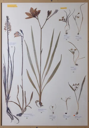 Panel 24b: Asphodelaceae, Liliaceae