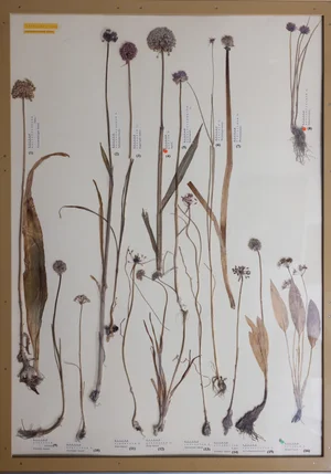 Panel 25a: Amaryllidaceae