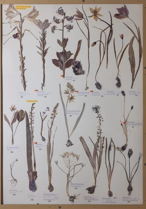 Panel 25b: Liliaceae, Asparagaceae