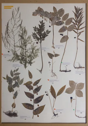 Panel 26a: Asparagaceae, Liliaceae, Melanthiaceae