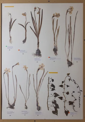 Panel 26b: Amaryllidaceae, Dioscoreaceae