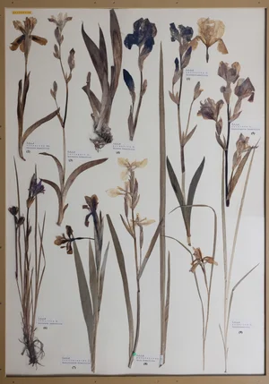 Panel 27a: Iridaceae