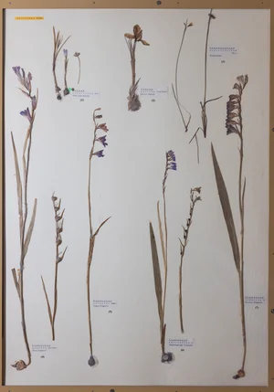 Panel 27b: Iridaceae