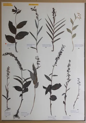 Panel 28a: Orchidaceae