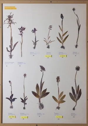 Panel 29b: Orchidaceae