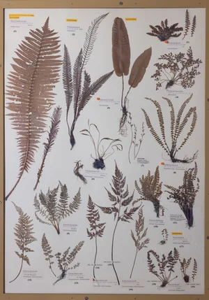 Panel 2b: Onocleaceae, Blechnaceae, Aspleniaceae, Woodsiaceae