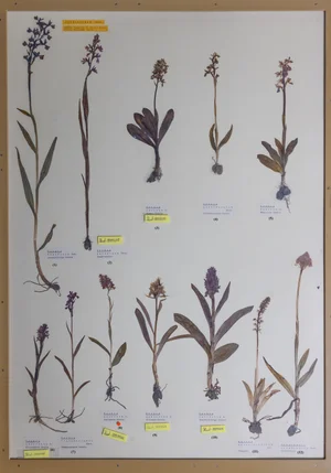Panel 30a: Orchidaceae