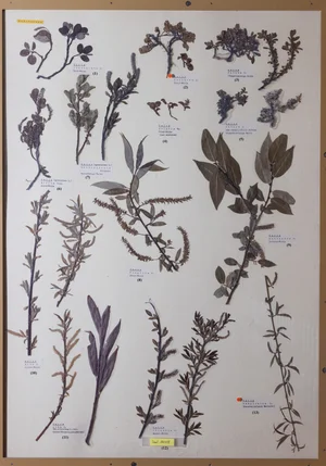 Panel 30b: Salicaceae